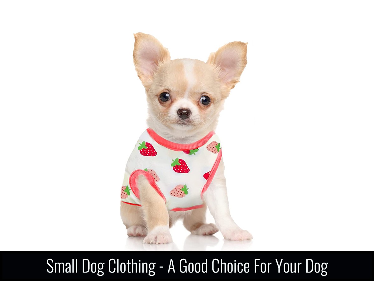 Small Dog Clothing - A Good Choice For Your Dog