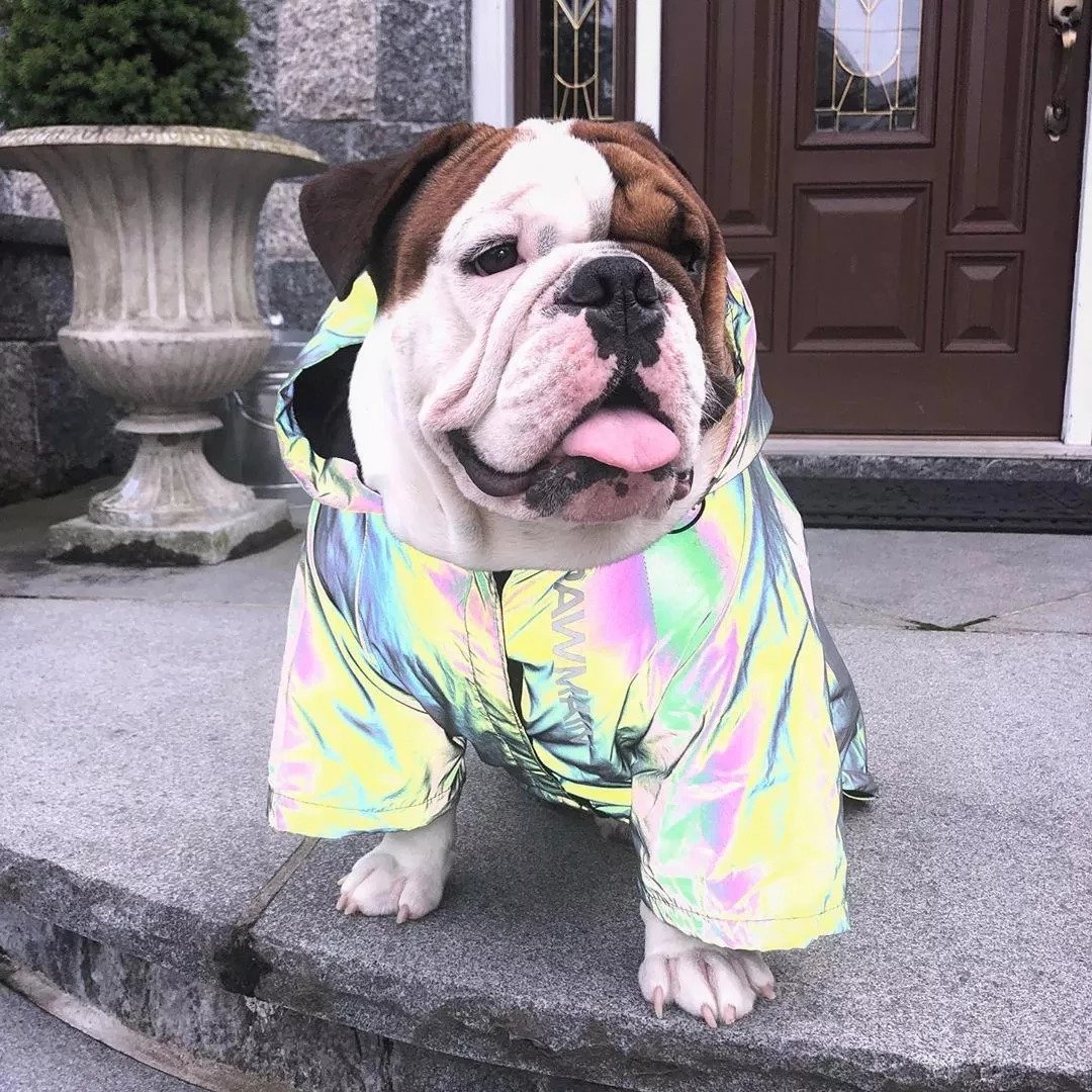 Large Dog Clothes